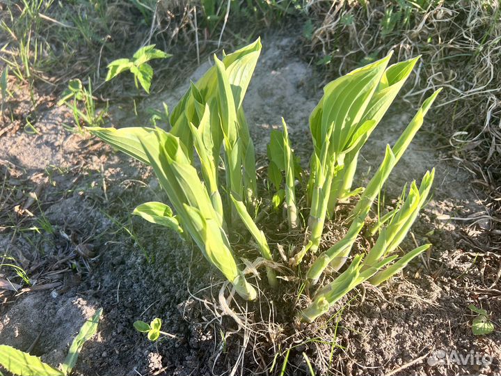 Хоста растение