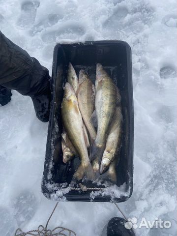 Зимняя рыбалка с гидом на Каме Алексеевский р-н объявление продам