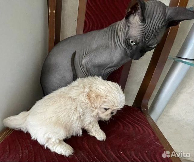 Щенки пекинеса