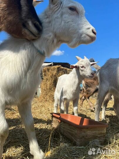 Коза альпийская нубийская