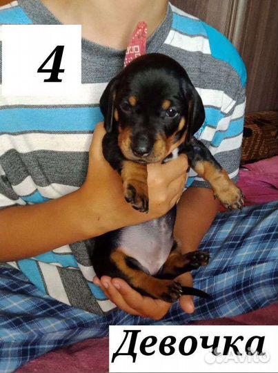 Карликовая такса щенки