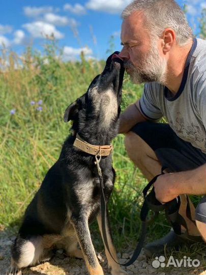 В дар собака Триша