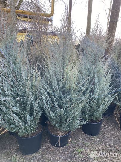 Хвойные растения