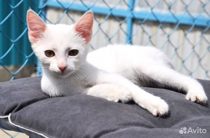 Котёнок компаньон