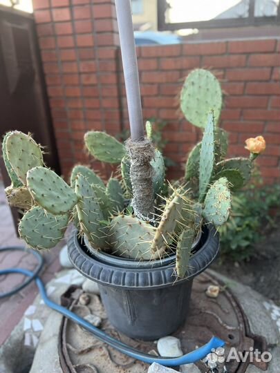 Большой кактус