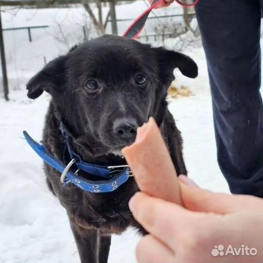 Лулу. Собака в добрые руки