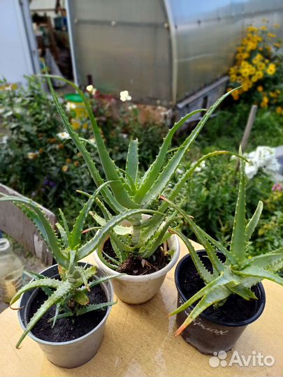 Алоэ столетник