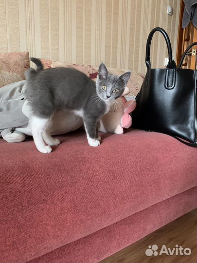 Кошка