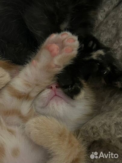 Рыжий котенок