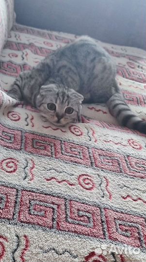 Шотландская вислоухая кошка бесплатно