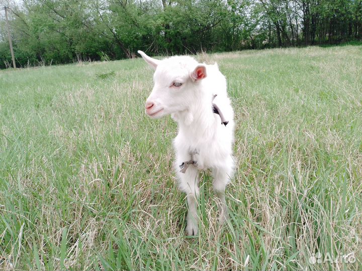 Продам козлика