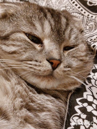 Шотландский кот на вязку