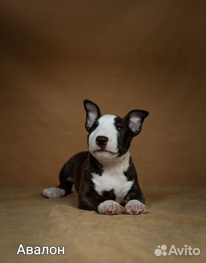 Щенки мини бультерьера