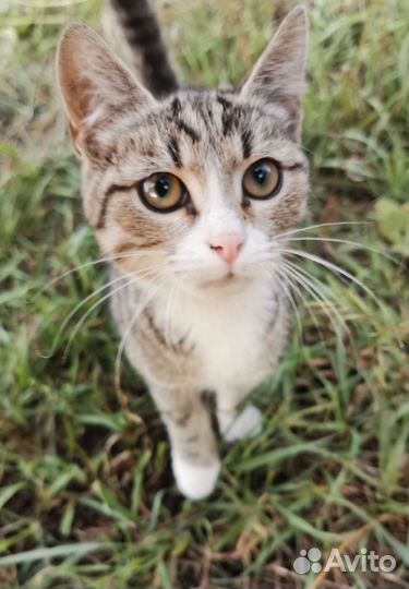 Котёнок подросток брошенный ищет дом