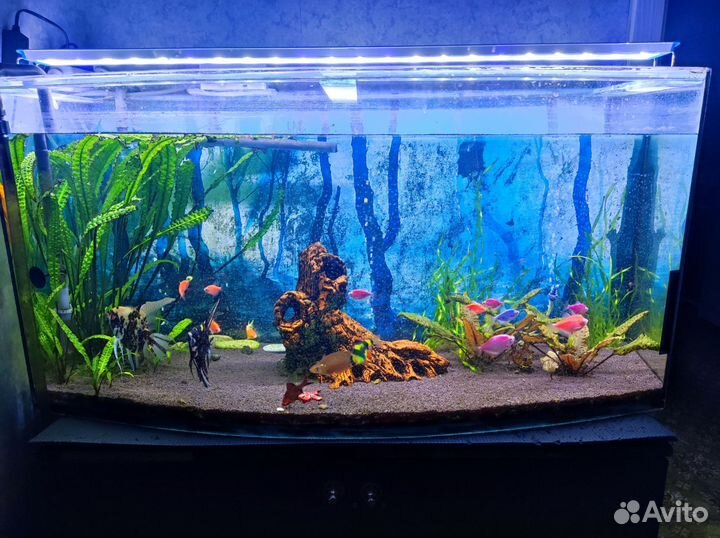 Аквариум
