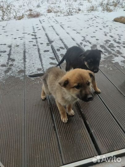 Щенки немецкой овчарки