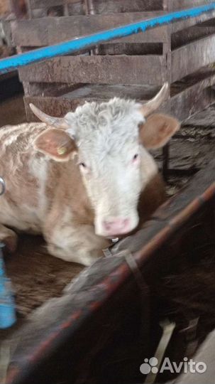 Нетель породы 