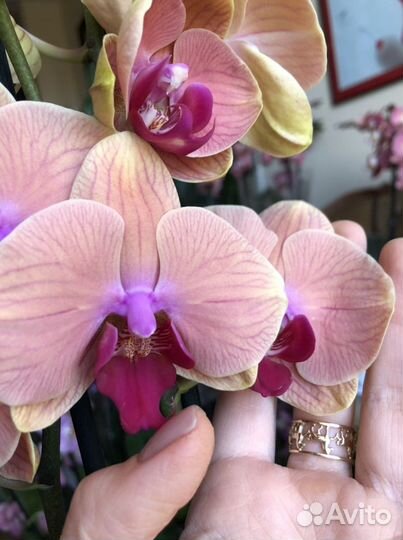 Орхидея карибские мечты