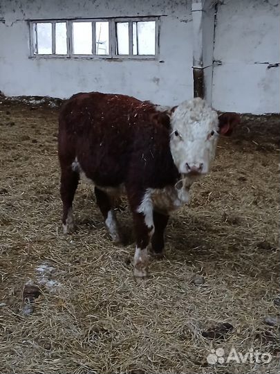 Быки герефорд