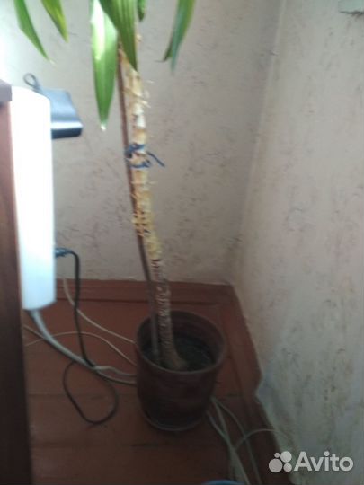 Продам цветы комнатные
