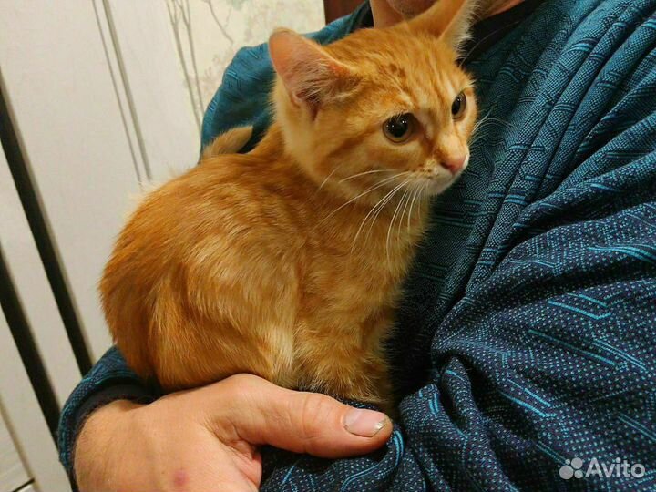 Кот в добрые руки бесплатно