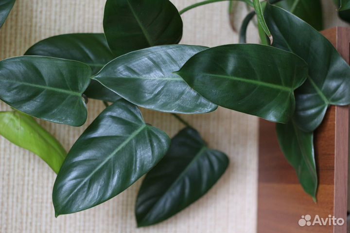 Филодендрон копьевидный