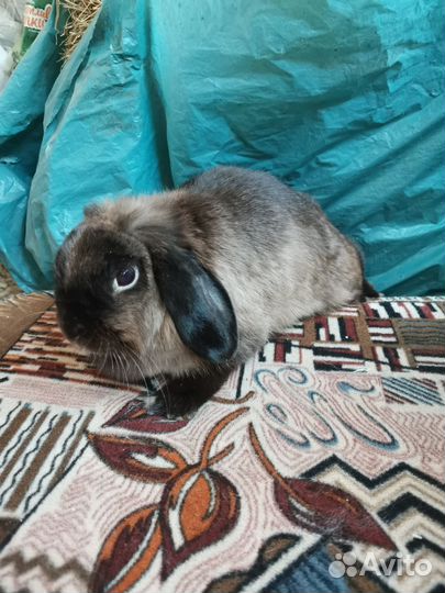 Вислоухий кролик в добрые руки