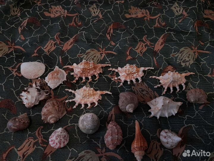 Морские ракушки раковины