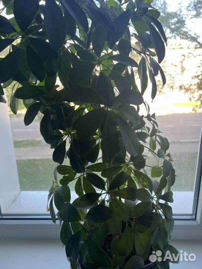 Комнатные цветы Шефлера