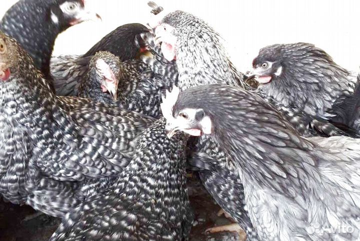 Куры молодки несушки Куры от нас - яйца у вас