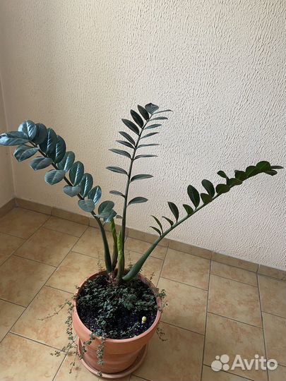 Замиокулькас