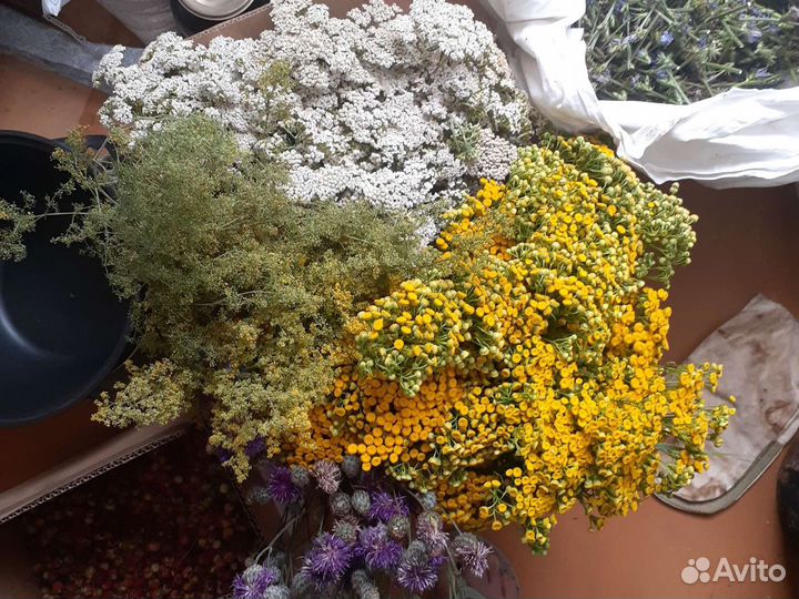 Лекарственные травы