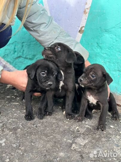 Щенки в добрые руки