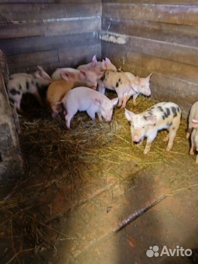 Поросята ландрас и другие