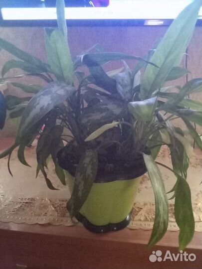 Комнатные цветы