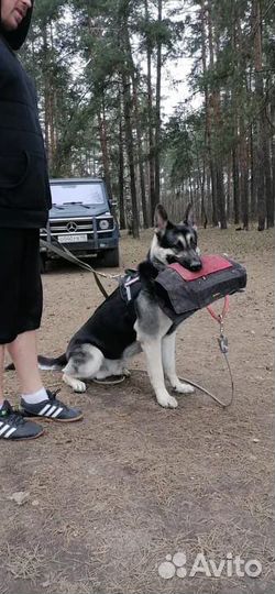 Кобель вео для вязки
