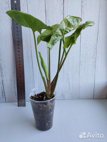 Сингониумы сортовые