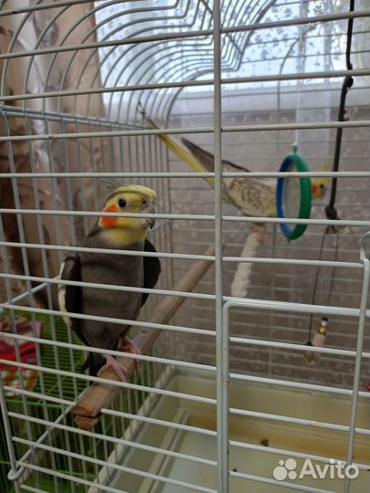 Продам попугаев Корелла