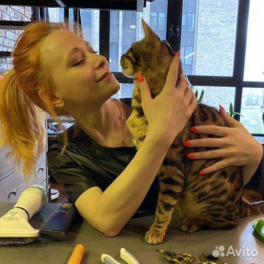 Стрижка кошек и котов (выезд на дом). грумер VIP