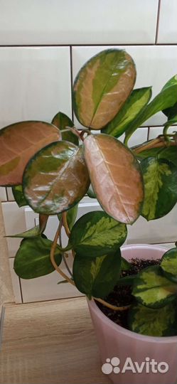 Хойя аустралис лиза и Кримсон квин