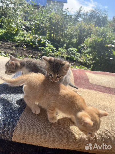 Месячные котята бесплатно