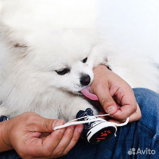 Зимние и летние ботиночки для маленьких собак