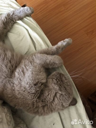 Найдена кошка