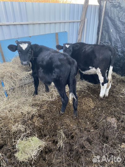 Продам телят,корову