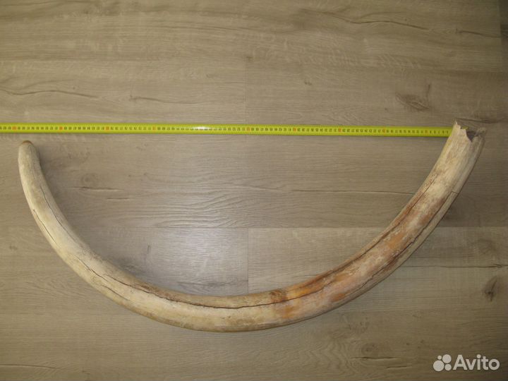 Бивень мамонта для интерьера Цена за весь бивень