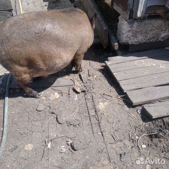 Хряки кармалы