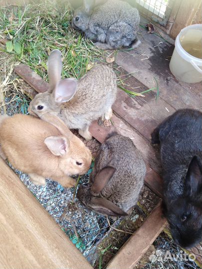 Кролики мясных пород