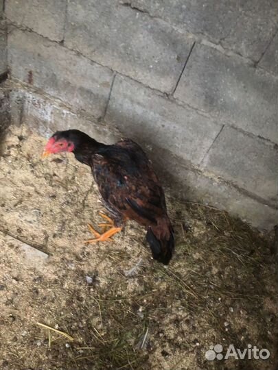 Бойцовые петухи