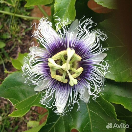 Эдулис Роланд