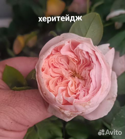 Лаванда, розы